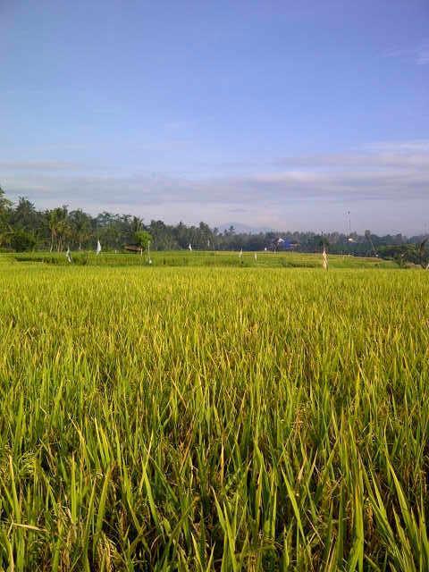 Villa Anandani Ubud Exteriér fotografie